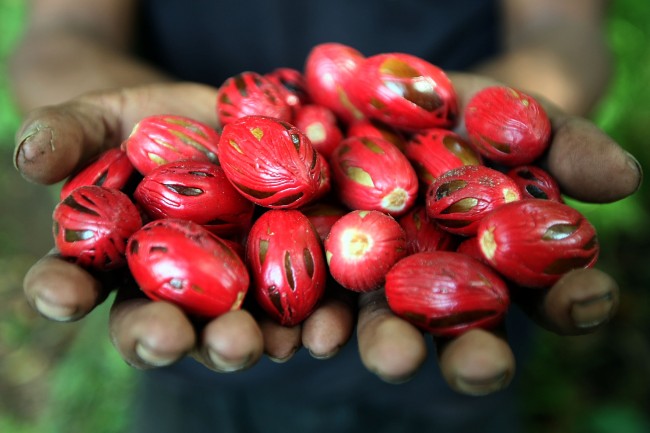 Potensi Ekspor Rempah Indonesia Masih Besar