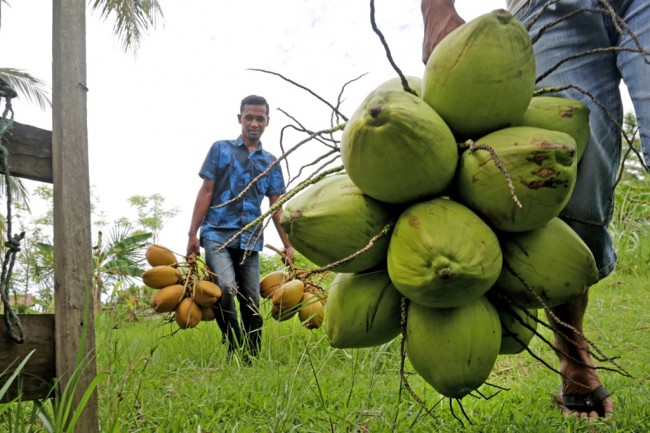 REDI Berharap Pemerintah Pertahankan Lahan Perkebunan Kelapa