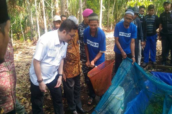 BRG Dorong Warga Meranti Budidaya Ikan di Air Gambut 