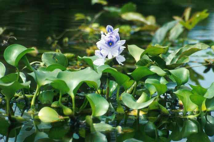 Manfaat Enceng Gondok untuk Ternak Ayam
