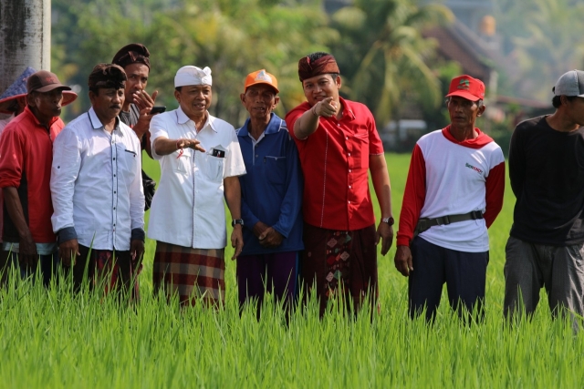 Wayan Koster Akan Kembangkan Padi Unggul Berteknologi Nuklir 