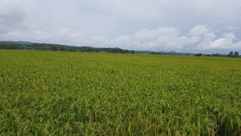 Corporate Farming Ala Bank Indonesia, Angkat Derajat Petani dari Keterbatasan