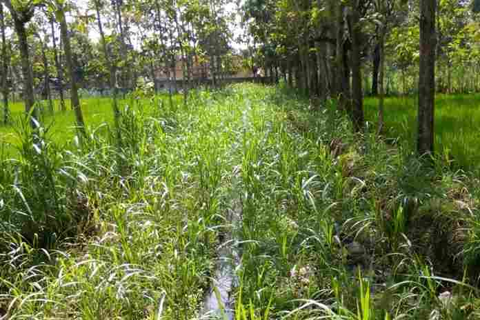 Tanaman Tumpangsari Padi Gogo, Ini Keuntungannya!
