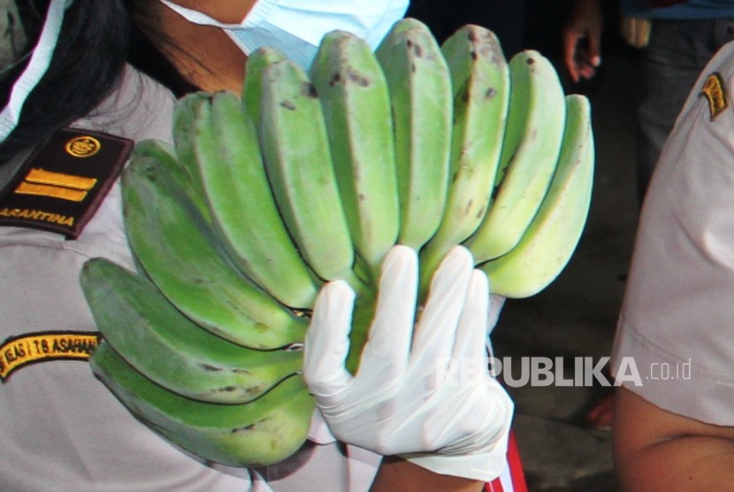 17 ton Pisang Kepok Indonesia Masuk Pasar Malaysia