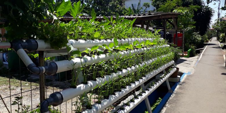 Menanam Sayuran di Gang Kecil Ibu Kota  