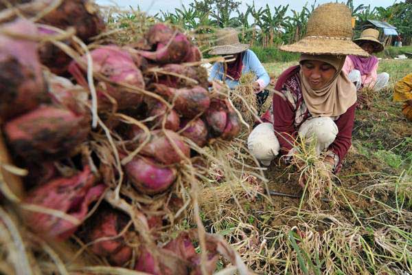 Kerugian Petani Bawang Merah Ditaksir Rp2 Triliun