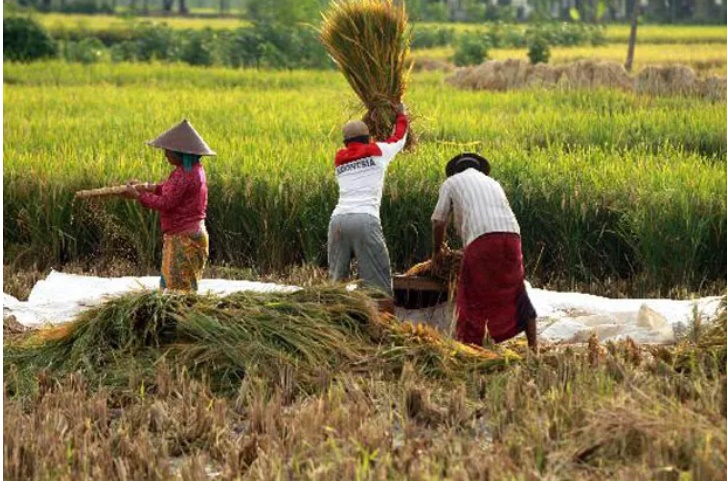 Skema KUR untuk Perusahaan Pertanian Disiapkan 