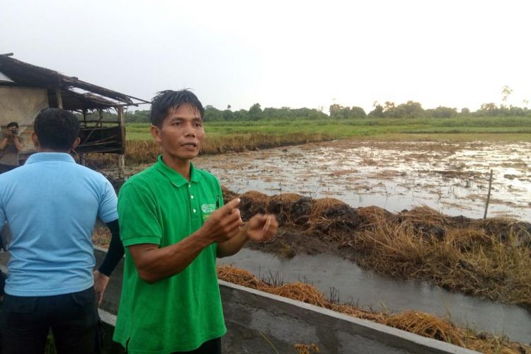 Cerita Ruslan Menuai Keuntungan dari Pertanian Tanpa Bakar 