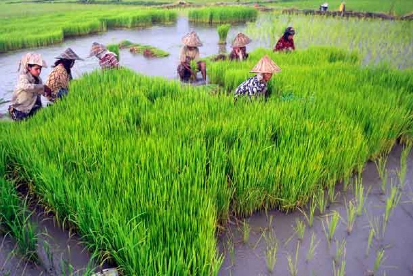 Target Cetak Sawah Baru Kementan Tahun Ini Lebih Rendah
