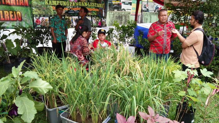Menanam Padi di Kotak Sambil Memelihara Belut Bisa Dilakukan di Halaman Rumah
