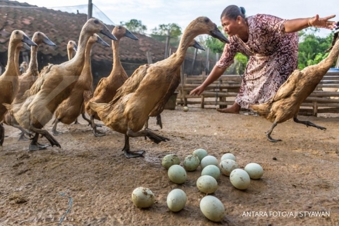 Himpuli sambut positif langkah Kemtan bagikan 10 juta unggas lokal