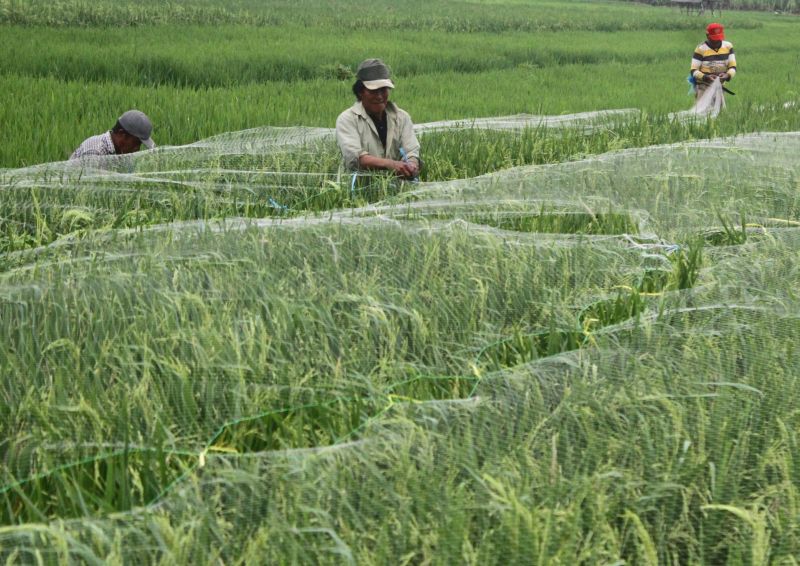 Lahan Pertanian Lebih Kecil dari Indonesia, Tapi Ekspor Beras Thailand Nomor 2 Dunia