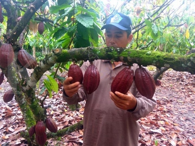 Harga kakao dunia naik, kakao lokal ikut terkerek 