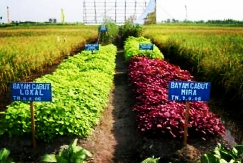 Sistem Surjan Jadi Andalan Petani Rawa