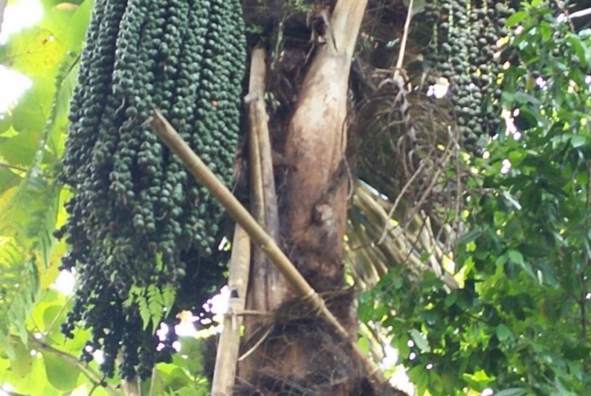 Genom Aren Pertama di Dunia Diaplikasikan