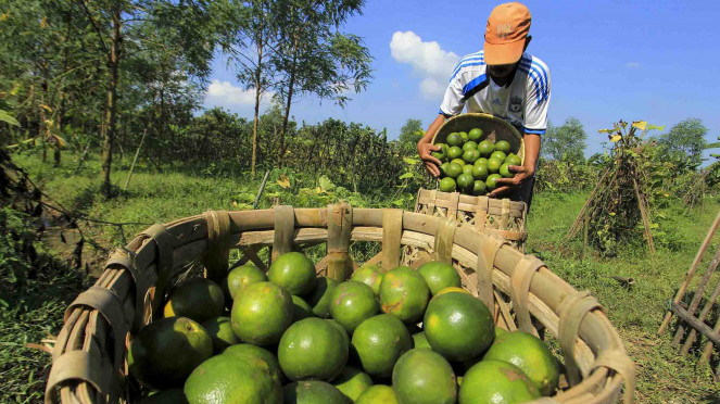 Ratusan Ribu Petani Indonesia Jual Beras Lewat Aplikasi 