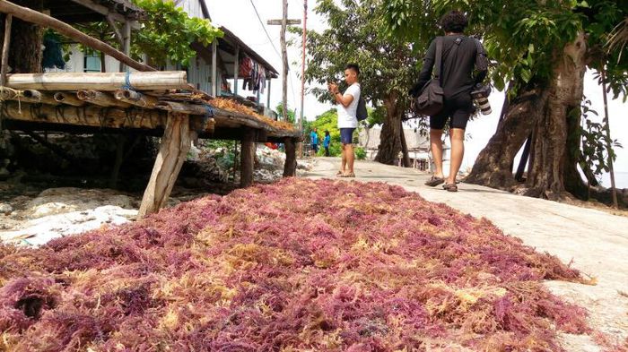 Potensi Rumput Laut Indonesia Capai Rp 459 T