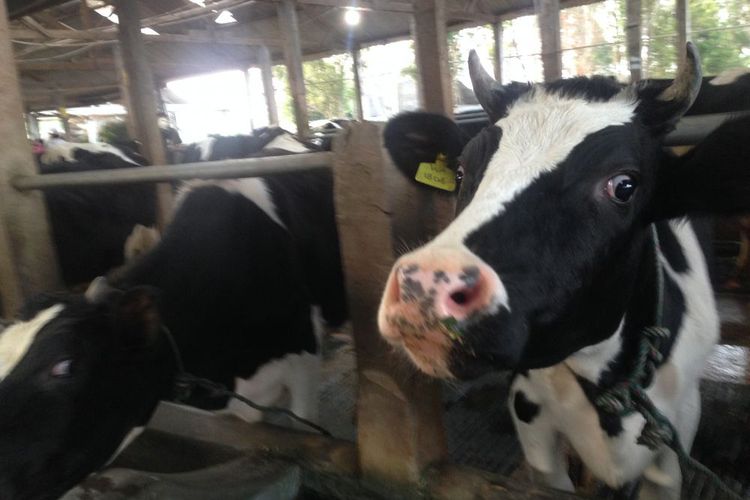 Marsudi, Peternak Yang Sukses Angkat Ekonomi Warga lewat Kredit Susu