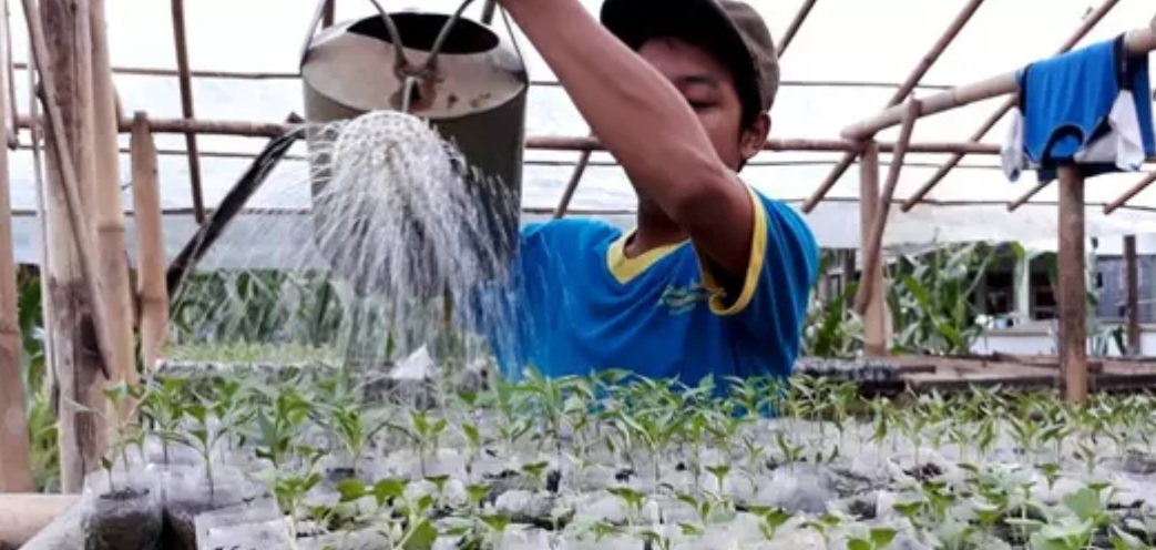 Inspiratif, Santri Cilacap Kembangkan Air Liur Jadi Pupuk Organik