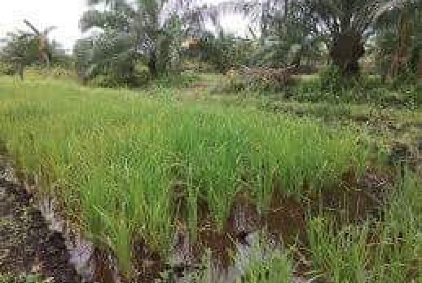 Bertani di Lahan Gambut tak Harus Bakar Lahan