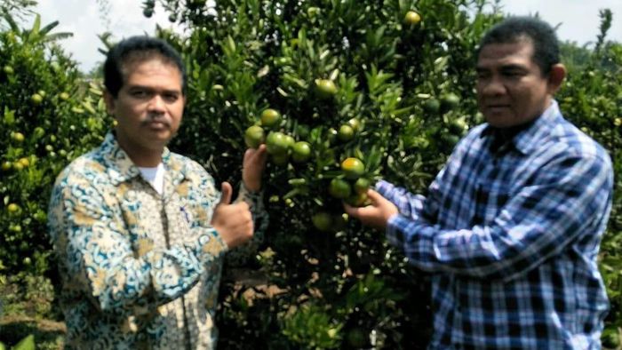 Transformasi Garut Jadi Produsen Jeruk di Indonesia