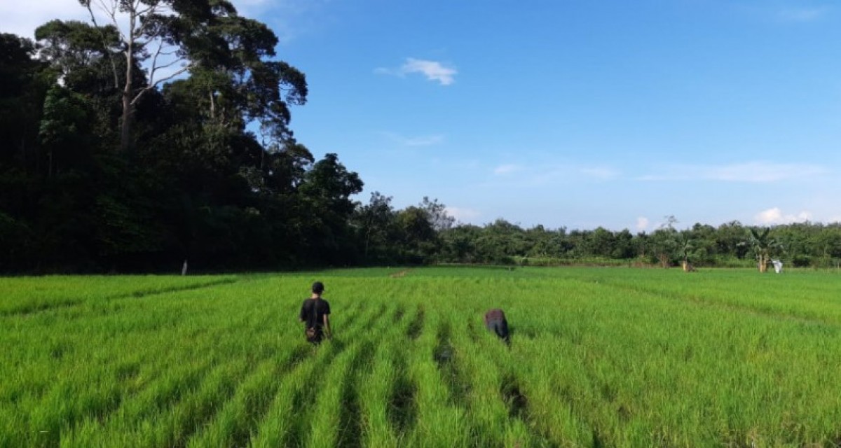 Tingkatkan Indeks Pertanaman, Balitbangtan Kenalkan Teknologi Embung di Kalteng