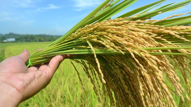 Harga Gabah Kering Tingkat Petani Turun 0,04 Persen