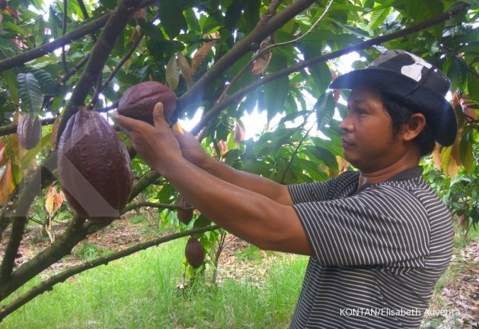 Askindo: Petani kakao membutuhkan penyuluh bukan bantuan benih