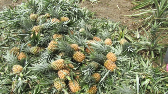 Petani Nanas Keluhkan Pasarkan Hasil Panen