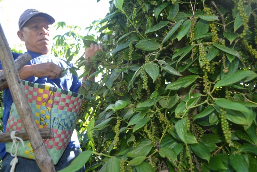 Menjaga Semangat Petani Lada