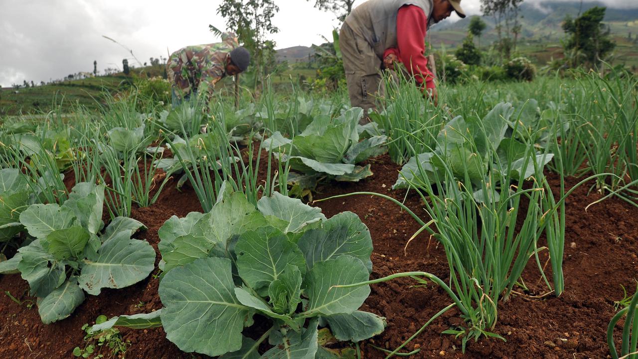 Genjot Hasil Pertanian, Petani Berburu Benih Unggulan