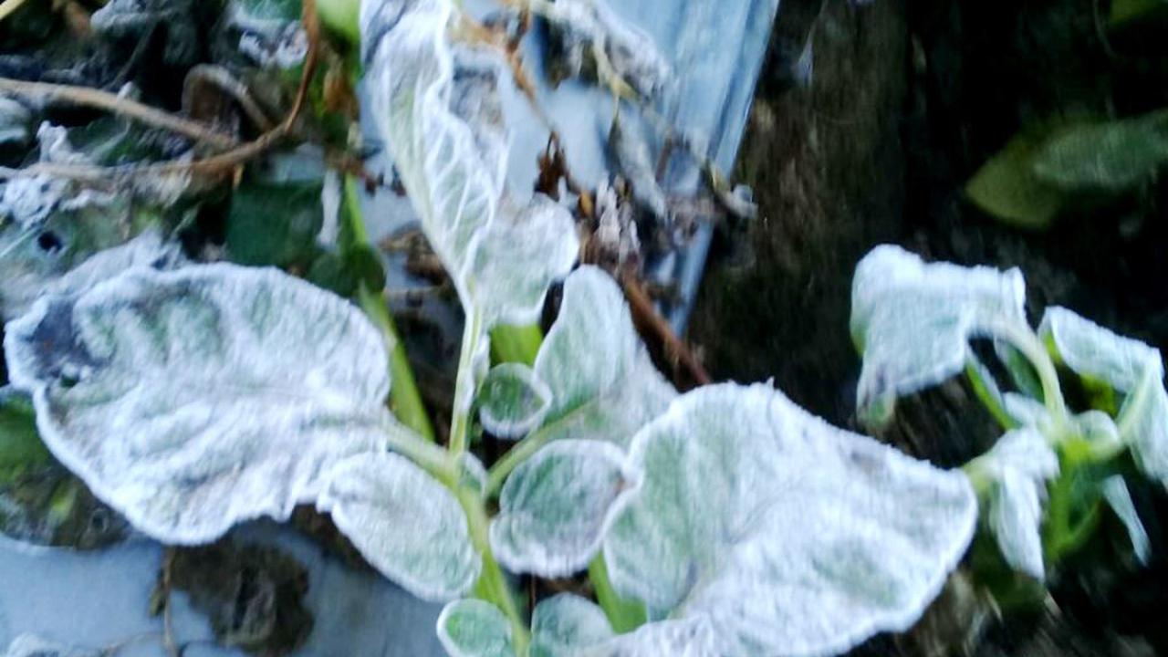 Nestapa Petani di Balik Indahnya Fenomena Embun Es Dieng