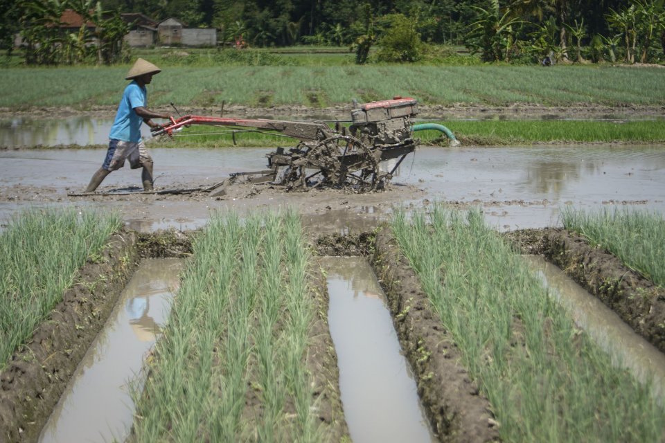 Program Korporasi Petani Ditargetkan Jangkau 8 Kabupaten di Akhir 2018