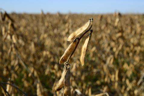 Kementan Targetkan 80% Lahan Baru Kedelai Rampung Agustus