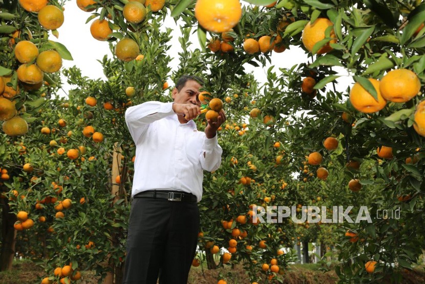 Kementan Lepas Bantuan Sejuta Benih Jeruk