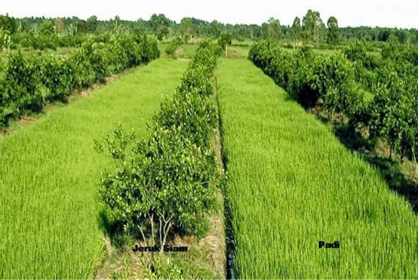 Teknologi Surjan Tingkatkan Pendapatan Petani