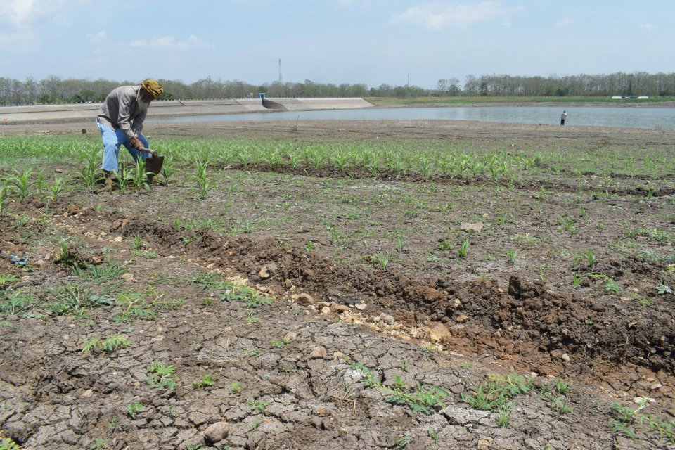 Bursa Data HARA Kembangkan Blockchain di Sektor Pertanian 