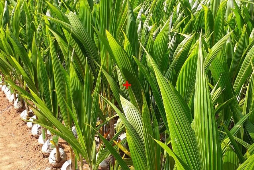 Balitbang Serahkan 8 Ribu Bibit Kelapa ke Kelompok Tani