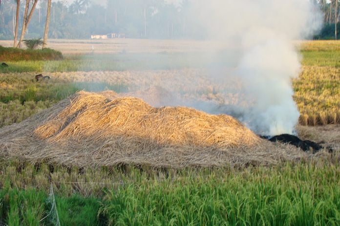 Ini Dia Alasan Kenapa Tidak Boleh Membakar Jerami