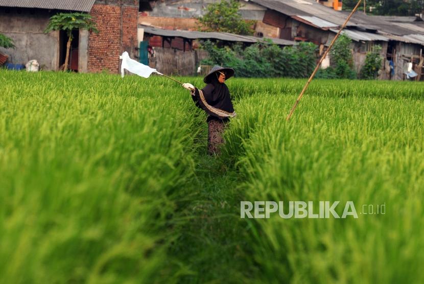 Sektor Pertanian Hadapi Lima Kendala