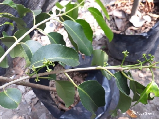 Punya rasa manis, jamblang putih banyak dikonsumsi