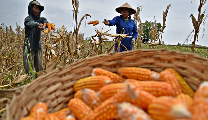 Mobile Corn Dryer Jadi Solusi Petani Jagung Indonesia Saat Musim Hujan