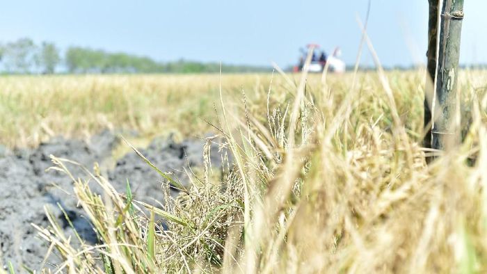 Petani Lamongan Budidaya Beras Jepang Bahan Baku Sushi