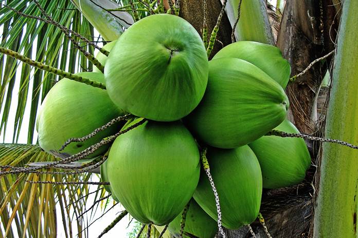 Mari Mengenal Kelapa Hibrida Indonesia