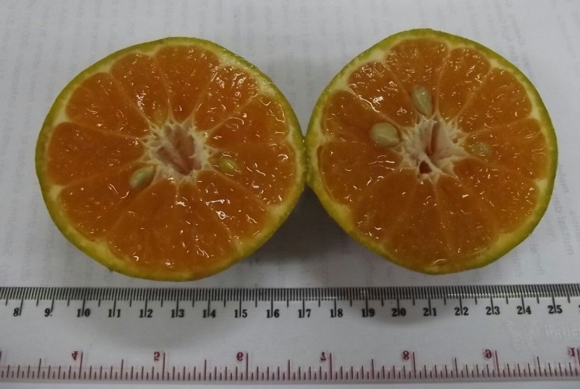 Balitbangtan Hasilkan 110 Teknologi Berpaten