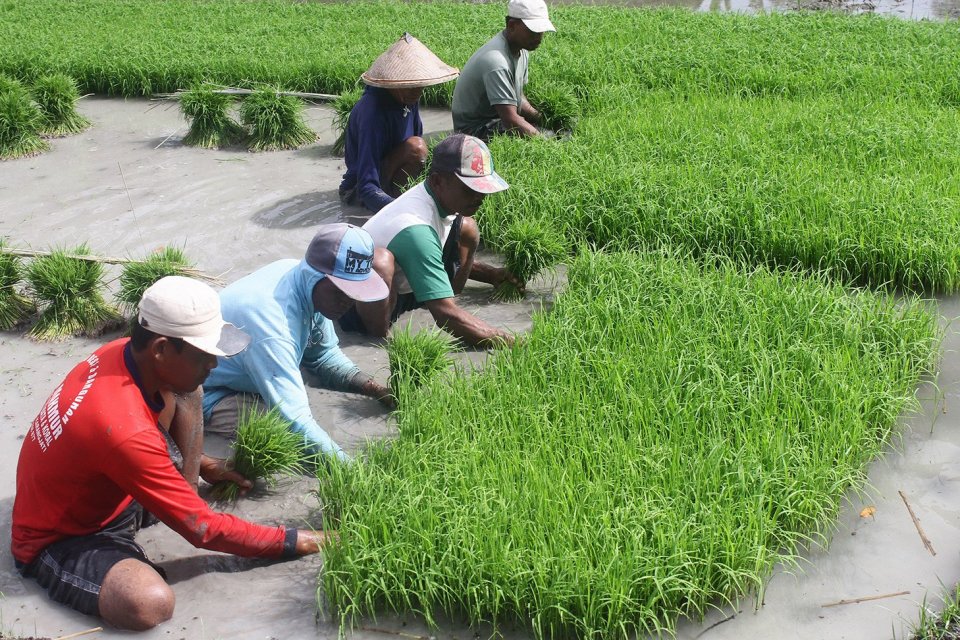 Kementan Klaim Tambah 110 Hak Paten Pertanian dalam Waktu 3,5 Tahun