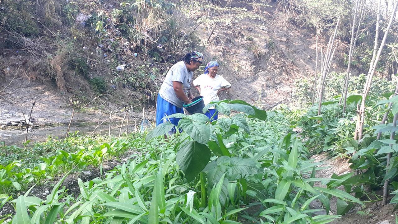 Cara Cerdas Petani Banyumas Manfaatkan Sungai di Musim Kemarau