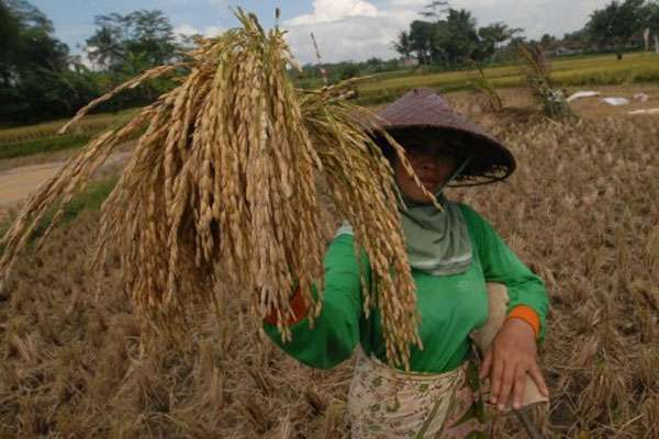 Harga Gabah Harus Dijaga agar Tetap Menguntungkan Petani