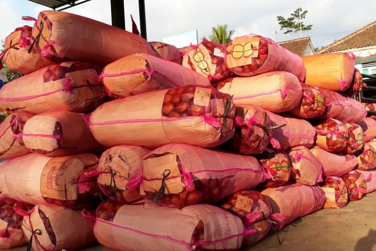 Kementan kendalikan Lalat Buah Salak untuk Kebutuhan Ekspor