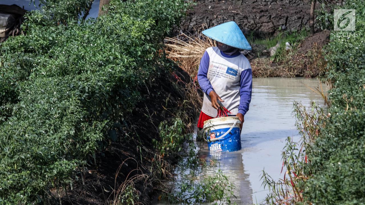 Masuk Panen Raya, Harga Cabai di Tingkat Petani Anjlok 